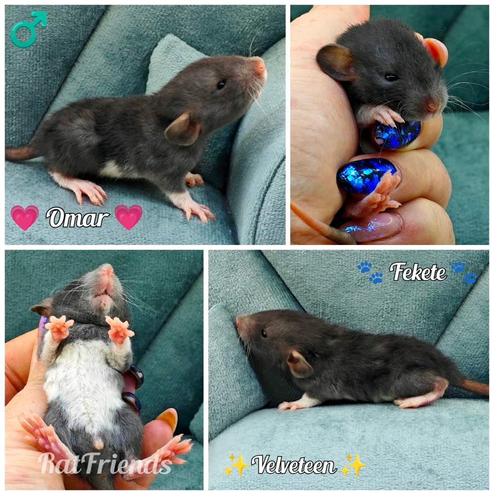 Fancy rat Rehomed Rattus norvegicus 