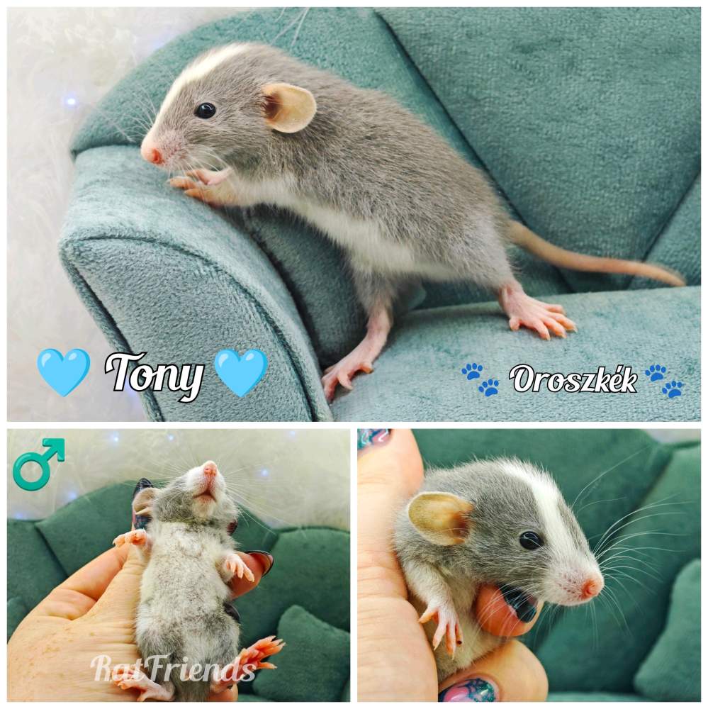 Fancy rat Available for rehoming Rattus norvegicus 