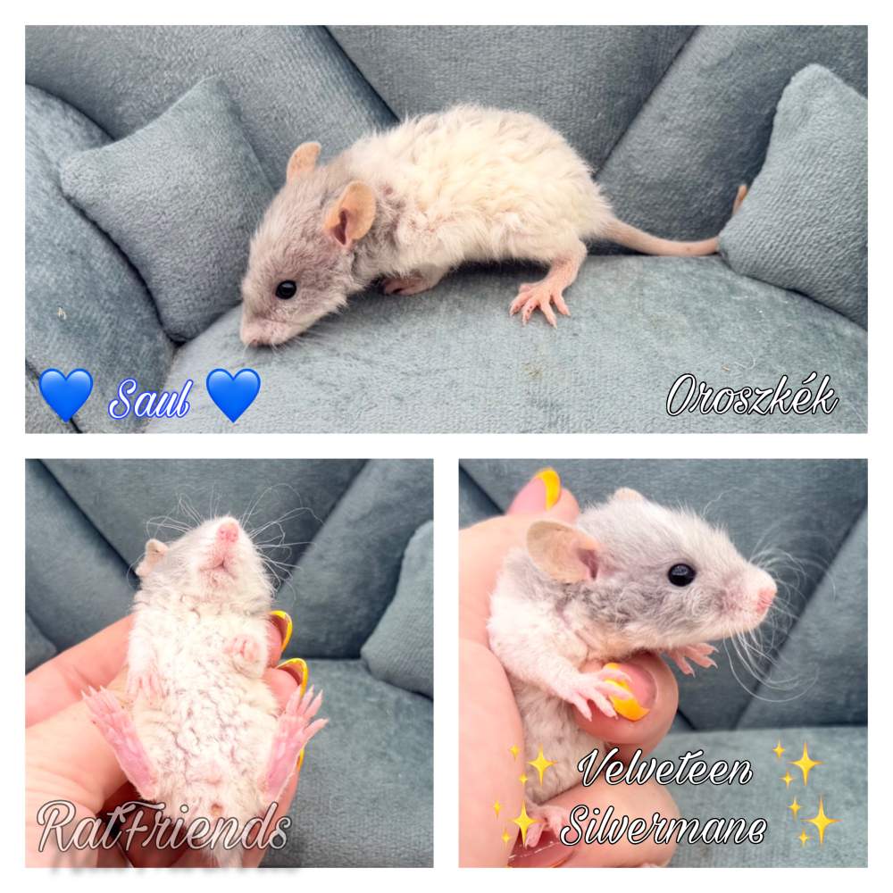Fancy rat Breeder Rattus norvegicus 