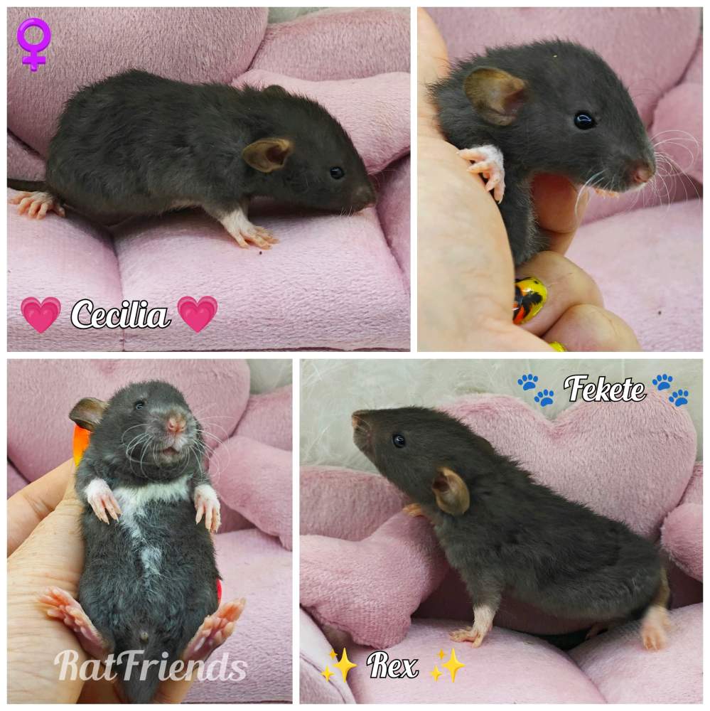 Fancy rat Breeder Rattus norvegicus 