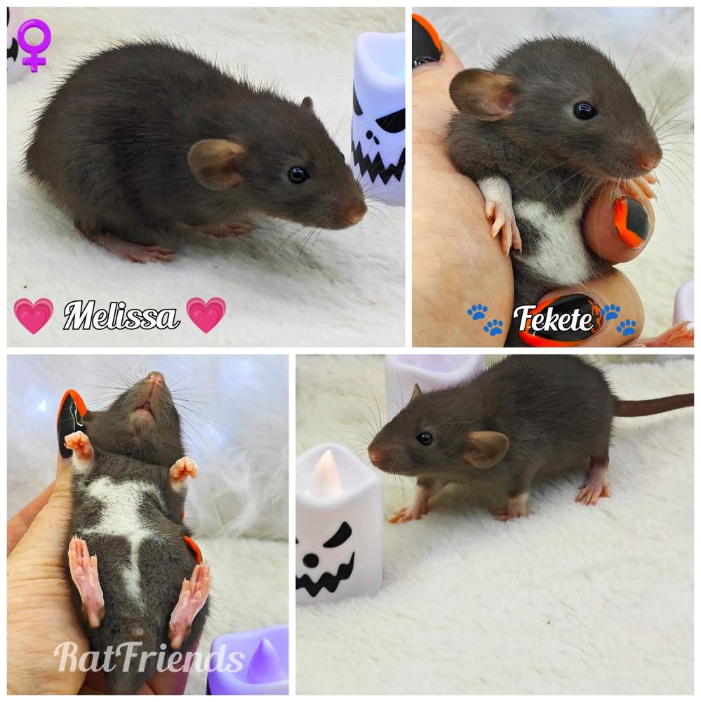 Fancy rat Owned by other Rattus norvegicus 