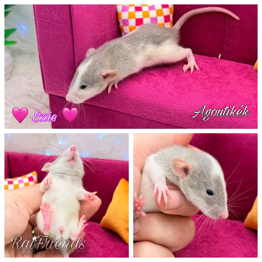 Fancy rat Available for rehoming Rattus norvegicus 