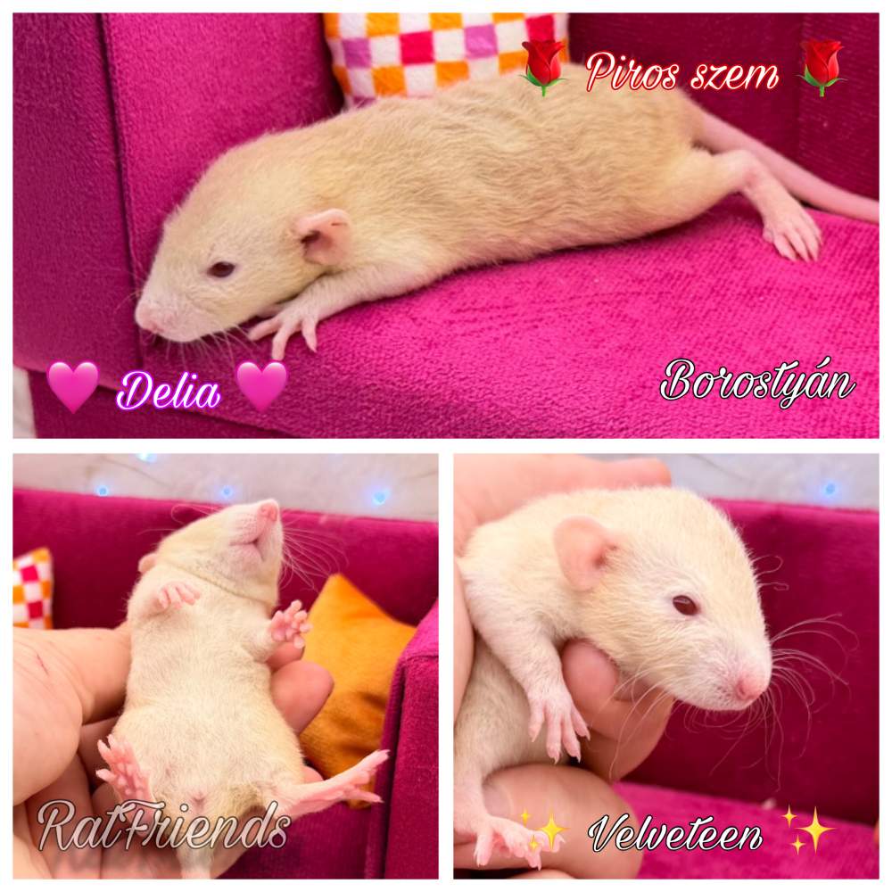 Fancy rat Available for rehoming Rattus norvegicus 