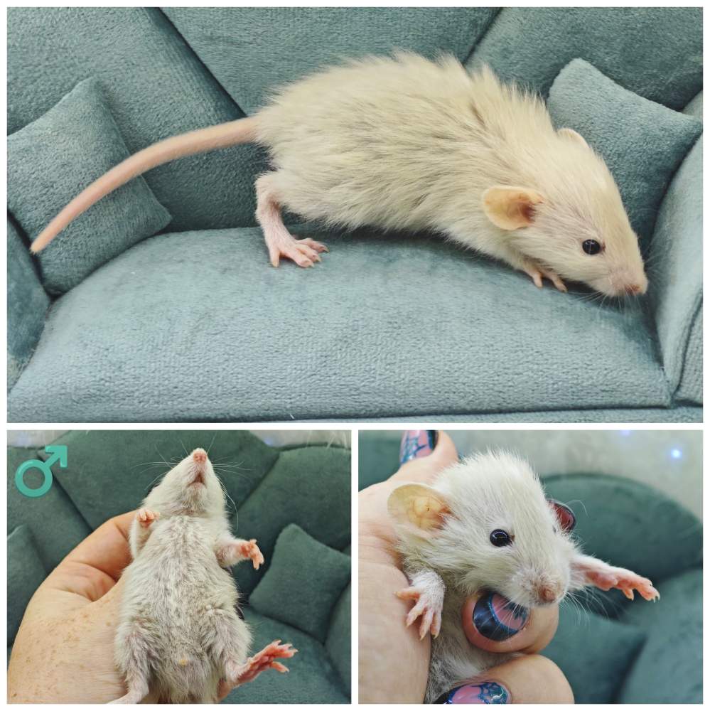 Fancy rat Breeder Rattus norvegicus 