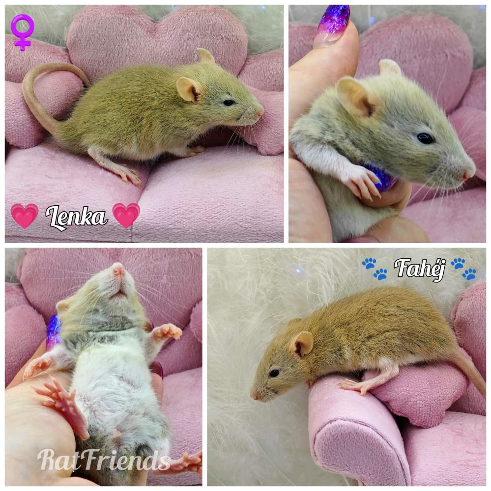 Fancy rat Rehomed Rattus norvegicus 