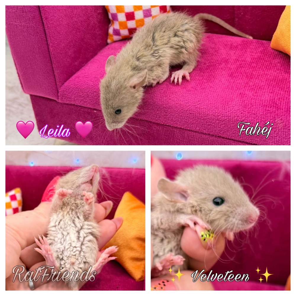 Fancy rat Breeder Rattus norvegicus 