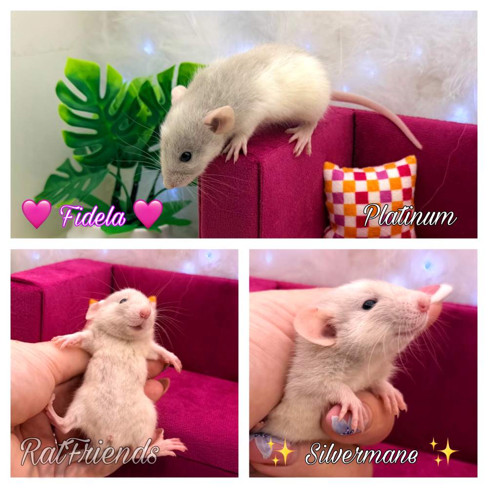 Fancy rat Breeder Rattus norvegicus 