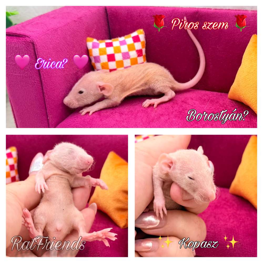 Fancy rat Available for rehoming Rattus norvegicus 