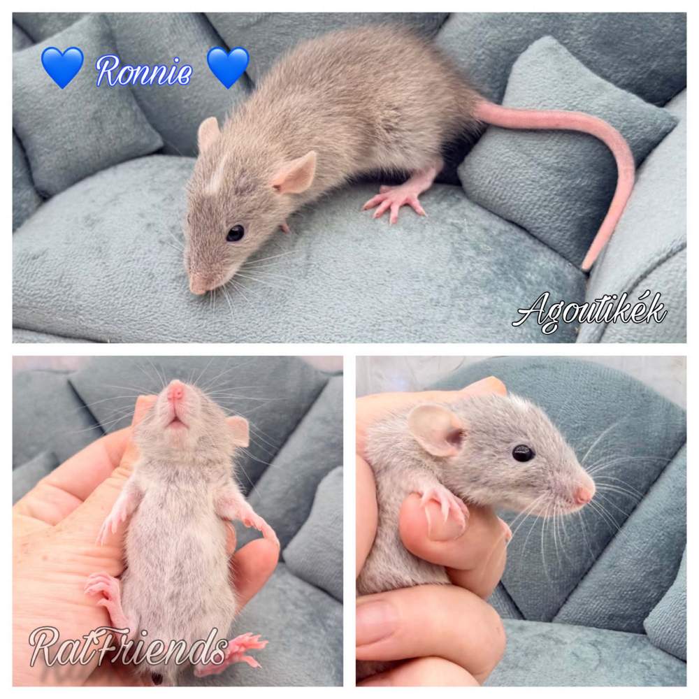 Fancy rat Available for rehoming Rattus norvegicus 