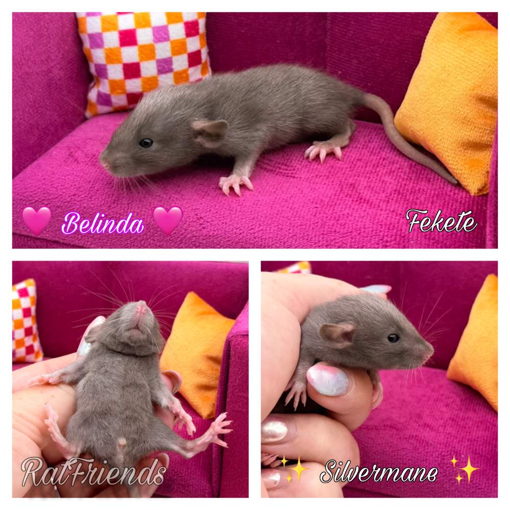 Fancy rat Available for rehoming Rattus norvegicus 