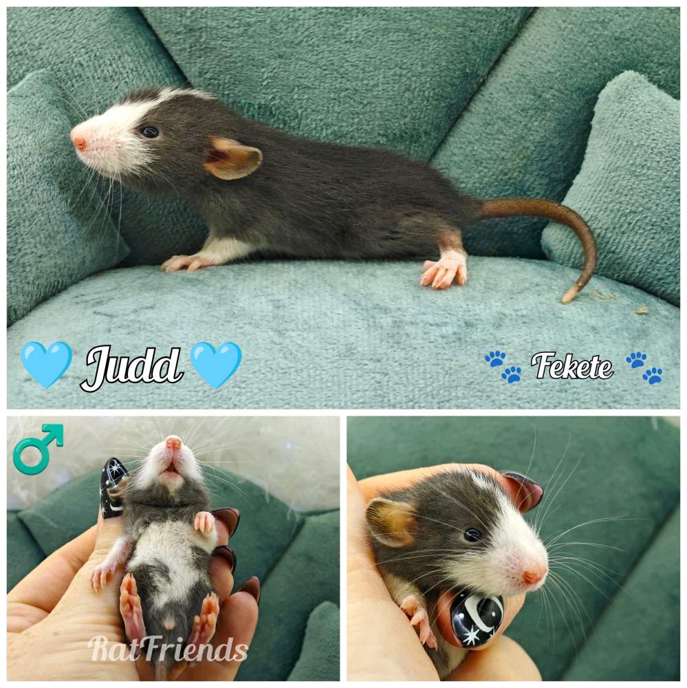 Fancy rat Available for rehoming Rattus norvegicus 