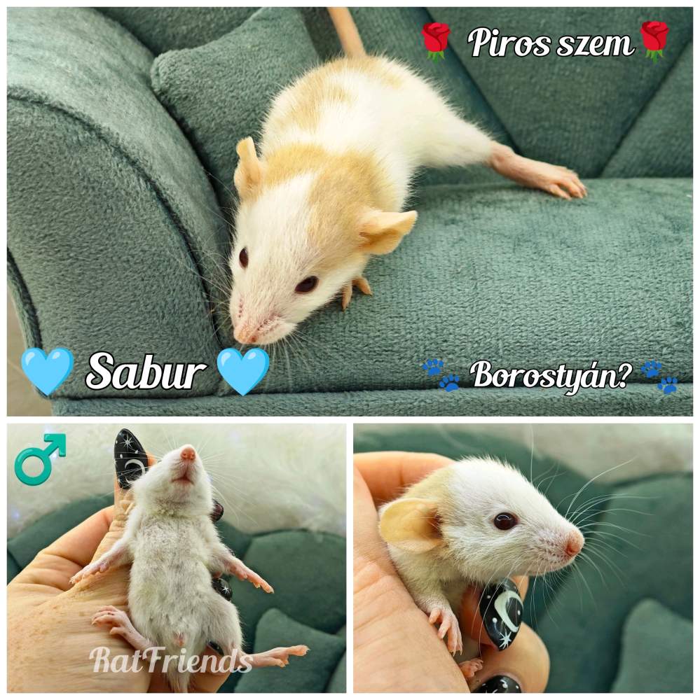 Fancy rat Rehomed Rattus norvegicus 