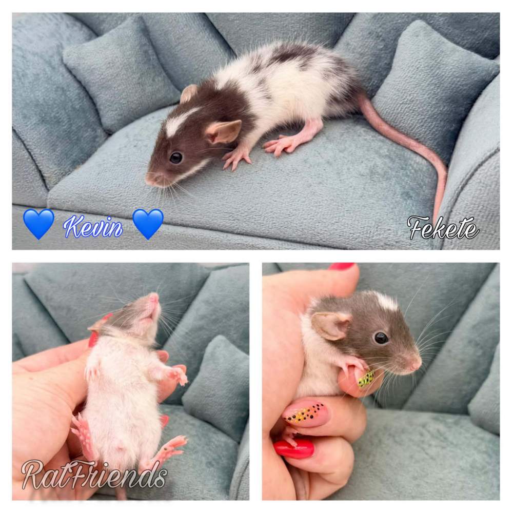 Fancy rat Available for rehoming Rattus norvegicus 