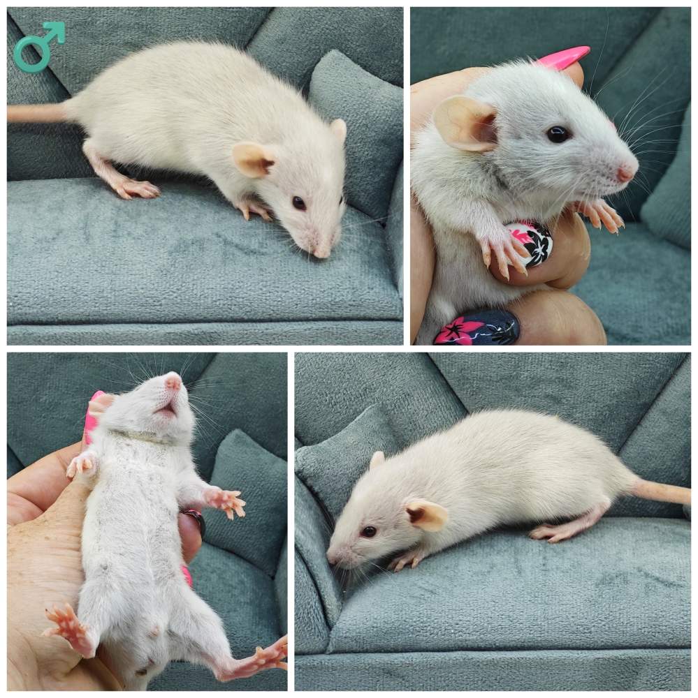Fancy rat Breeder Rattus norvegicus 