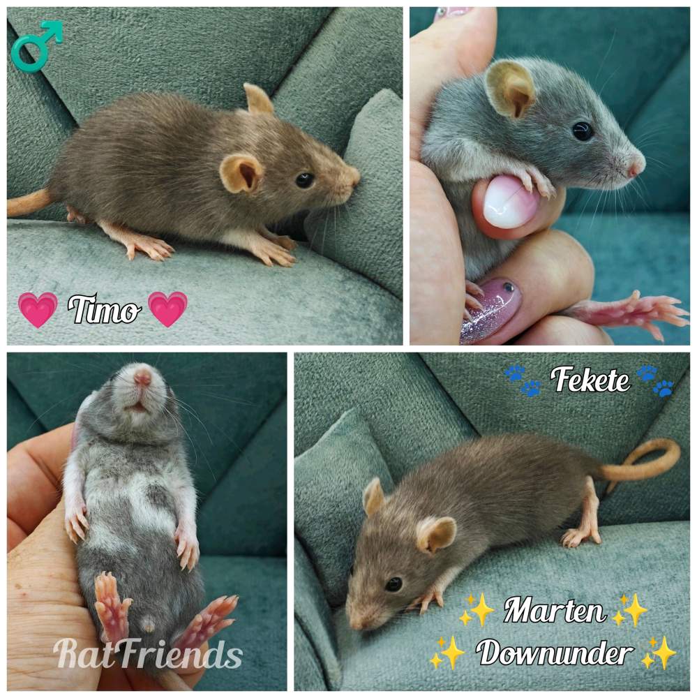 Fancy rat Available for rehoming Rattus norvegicus 