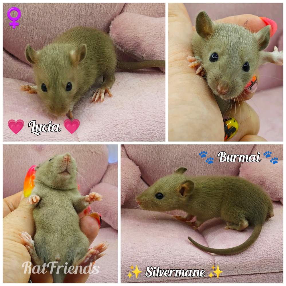 Fancy rat Available for rehoming Rattus norvegicus 