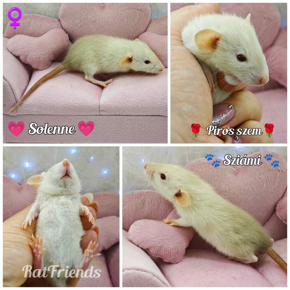 Fancy rat Available for rehoming Rattus norvegicus 