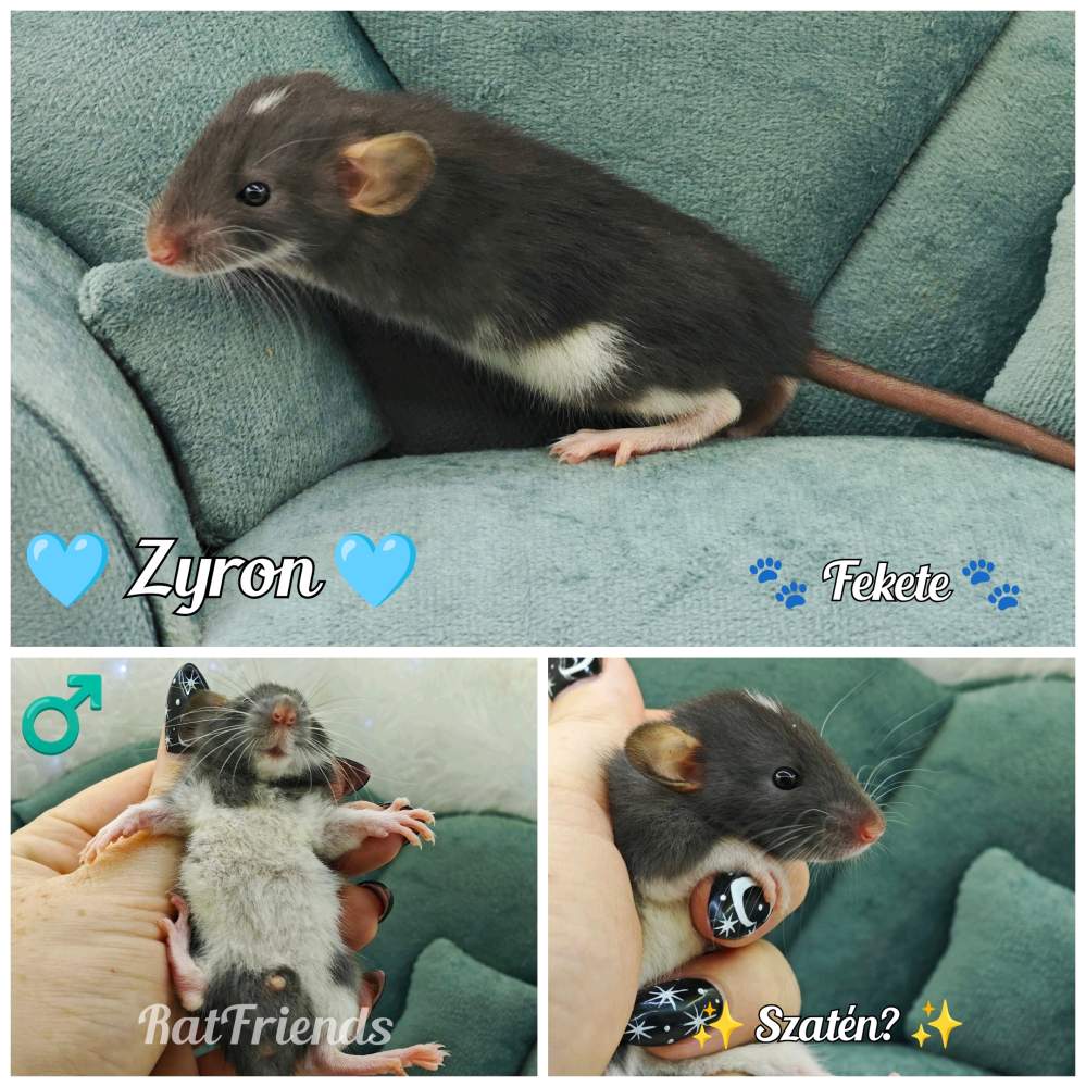 Fancy rat Available for rehoming Rattus norvegicus 