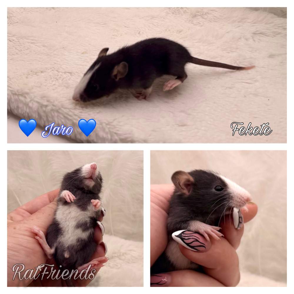 Fancy rat Available for rehoming Rattus norvegicus 