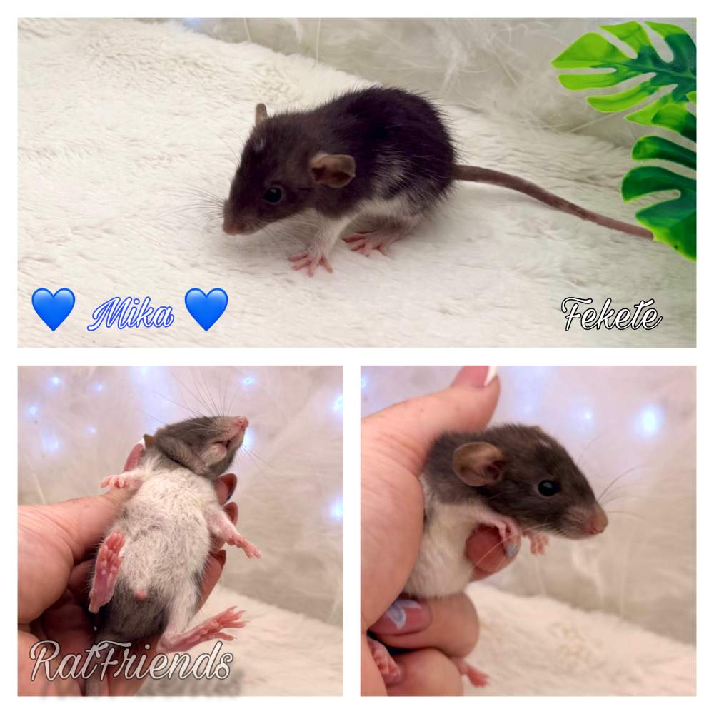 Fancy rat Available for rehoming Rattus norvegicus 