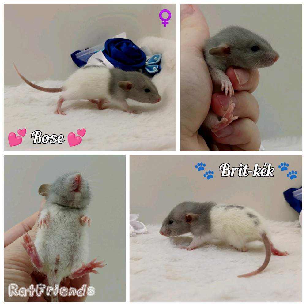 Fancy rat Owned by other Rattus norvegicus 