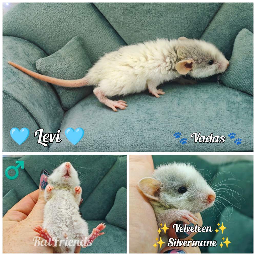 Fancy rat Available for rehoming Rattus norvegicus 