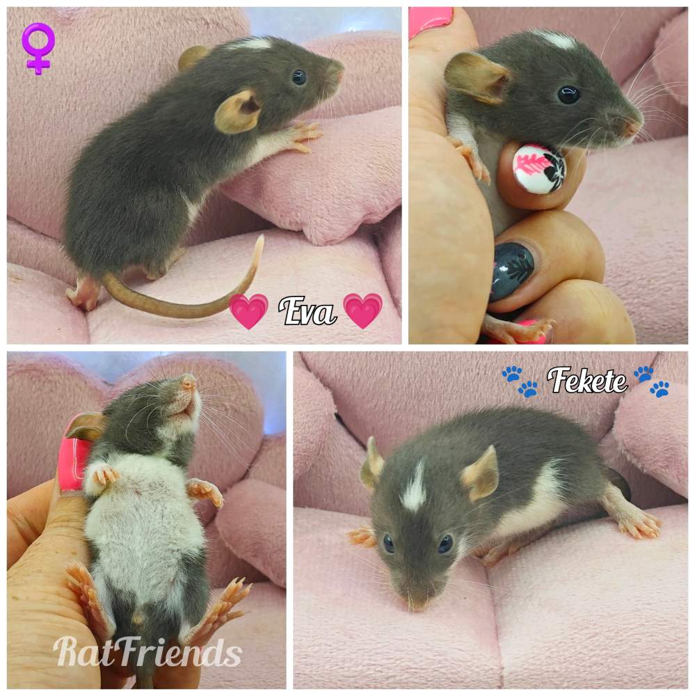 Fancy rat Available for rehoming Rattus norvegicus 