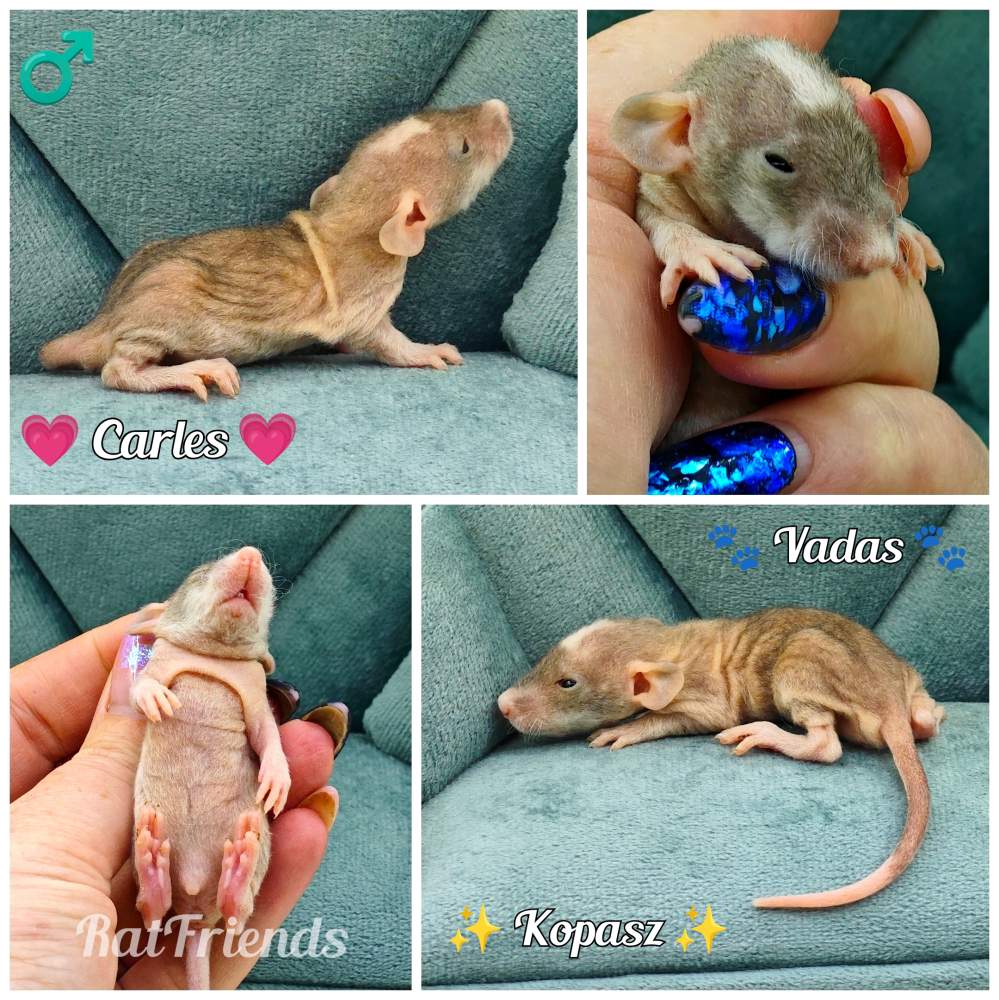 Fancy rat Breeder Rattus norvegicus 