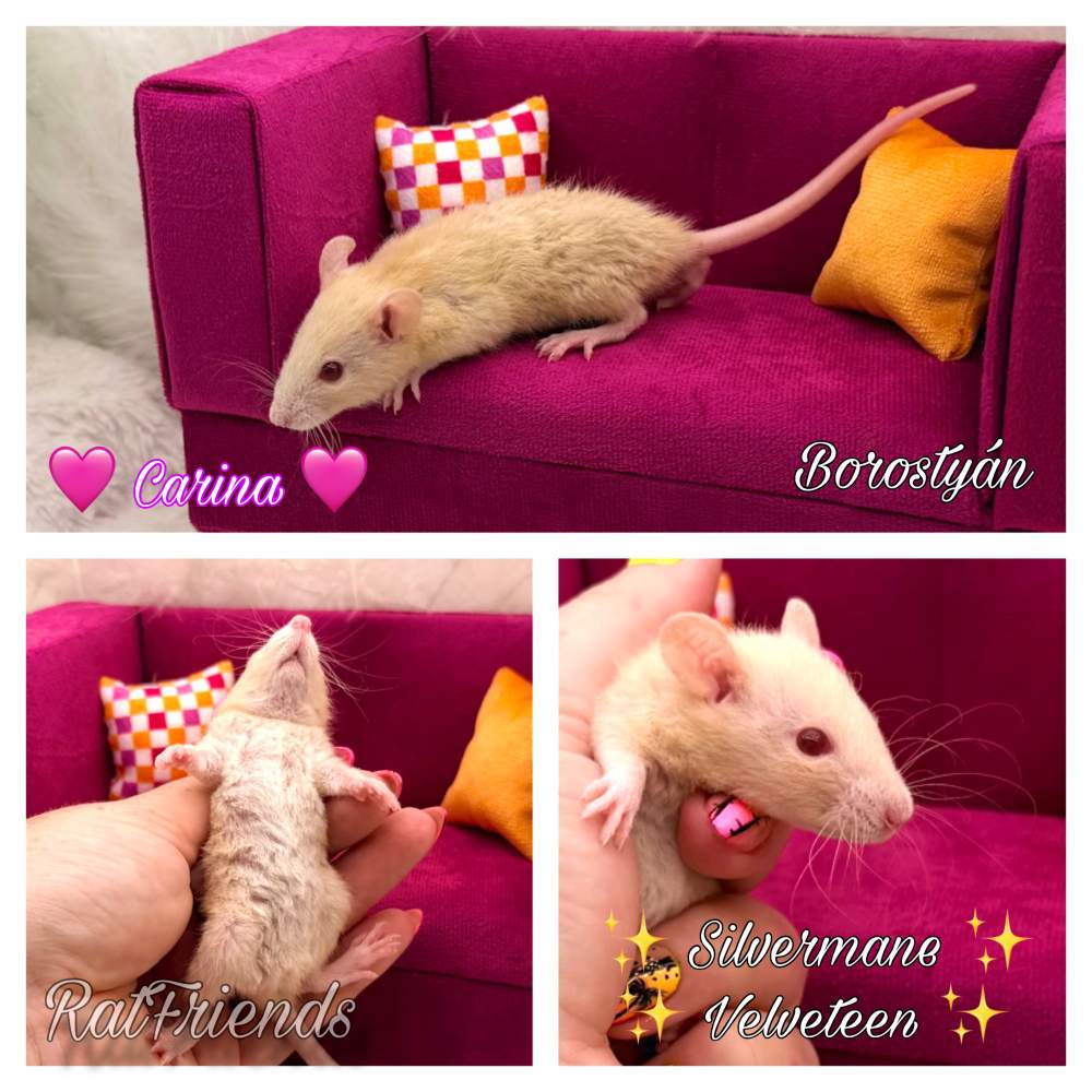 Fancy rat Available for rehoming Rattus norvegicus 
