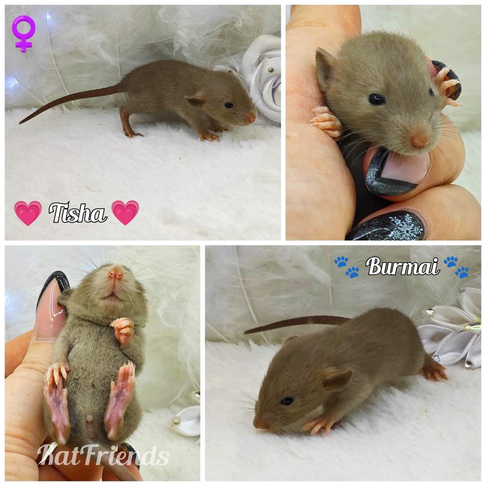 Fancy rat Owned by other Rattus norvegicus 
