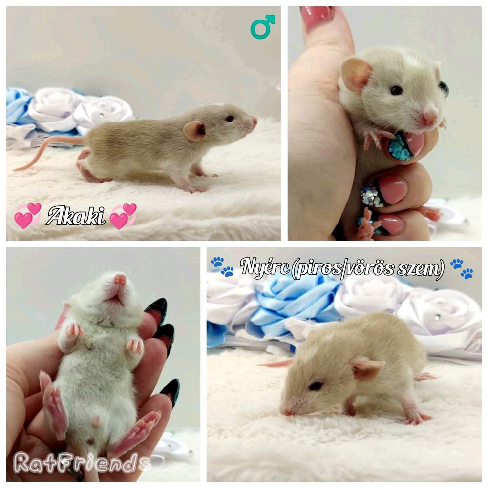 Fancy rat Available for rehoming Rattus norvegicus 