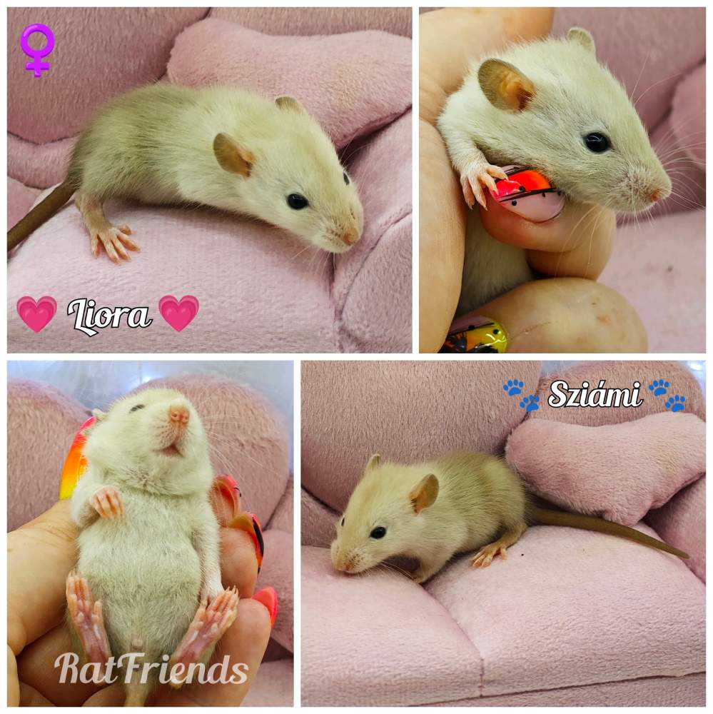 Fancy rat Available for rehoming Rattus norvegicus 