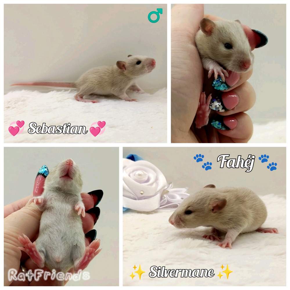 Fancy rat Owned by other Rattus norvegicus 