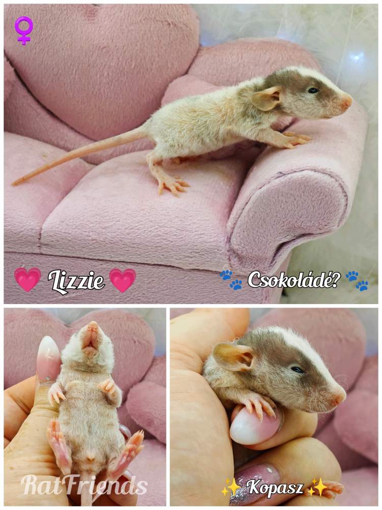 Fancy rat Available for rehoming Rattus norvegicus 