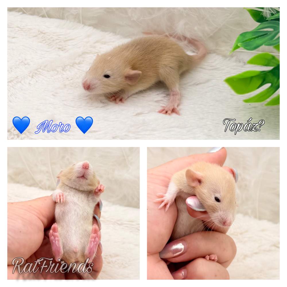 Fancy rat Breeder Rattus norvegicus 