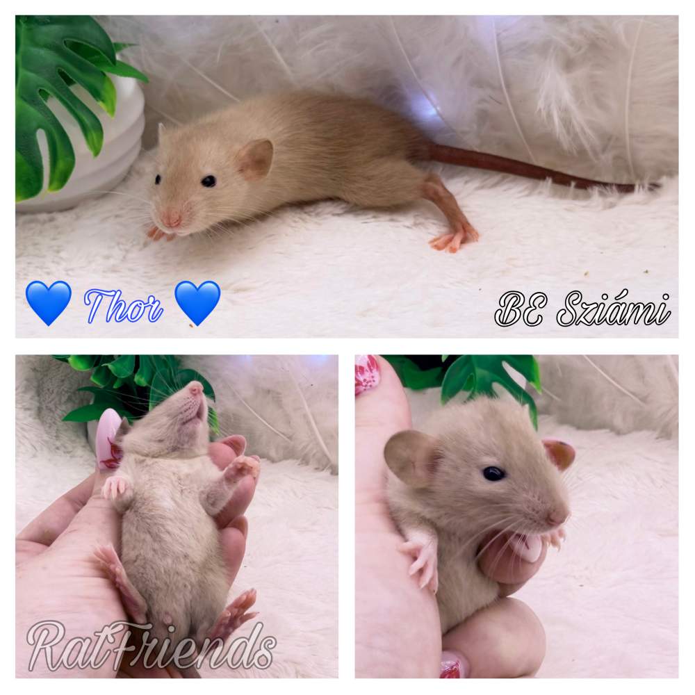 Fancy rat Available for rehoming Rattus norvegicus 