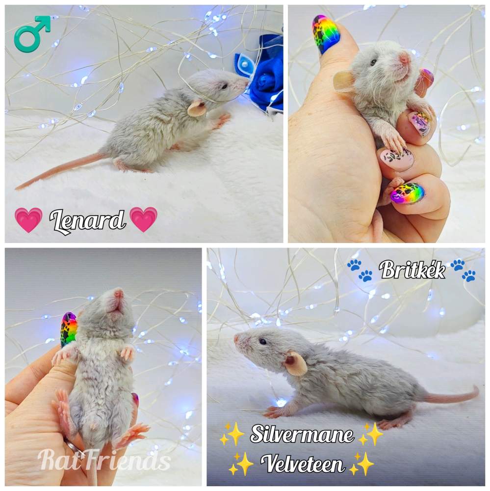 Fancy rat Owned by other Rattus norvegicus 