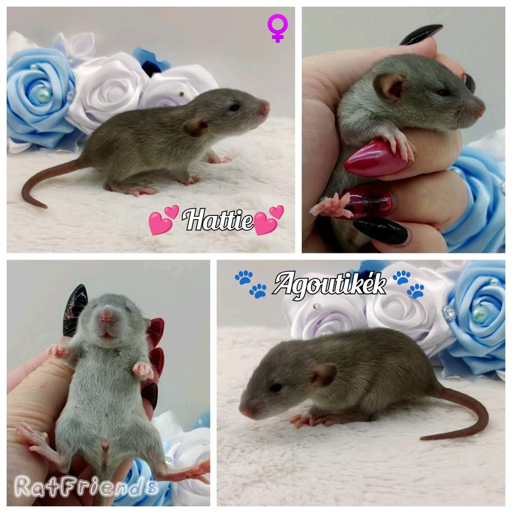 Fancy rat Owned by other Rattus norvegicus 