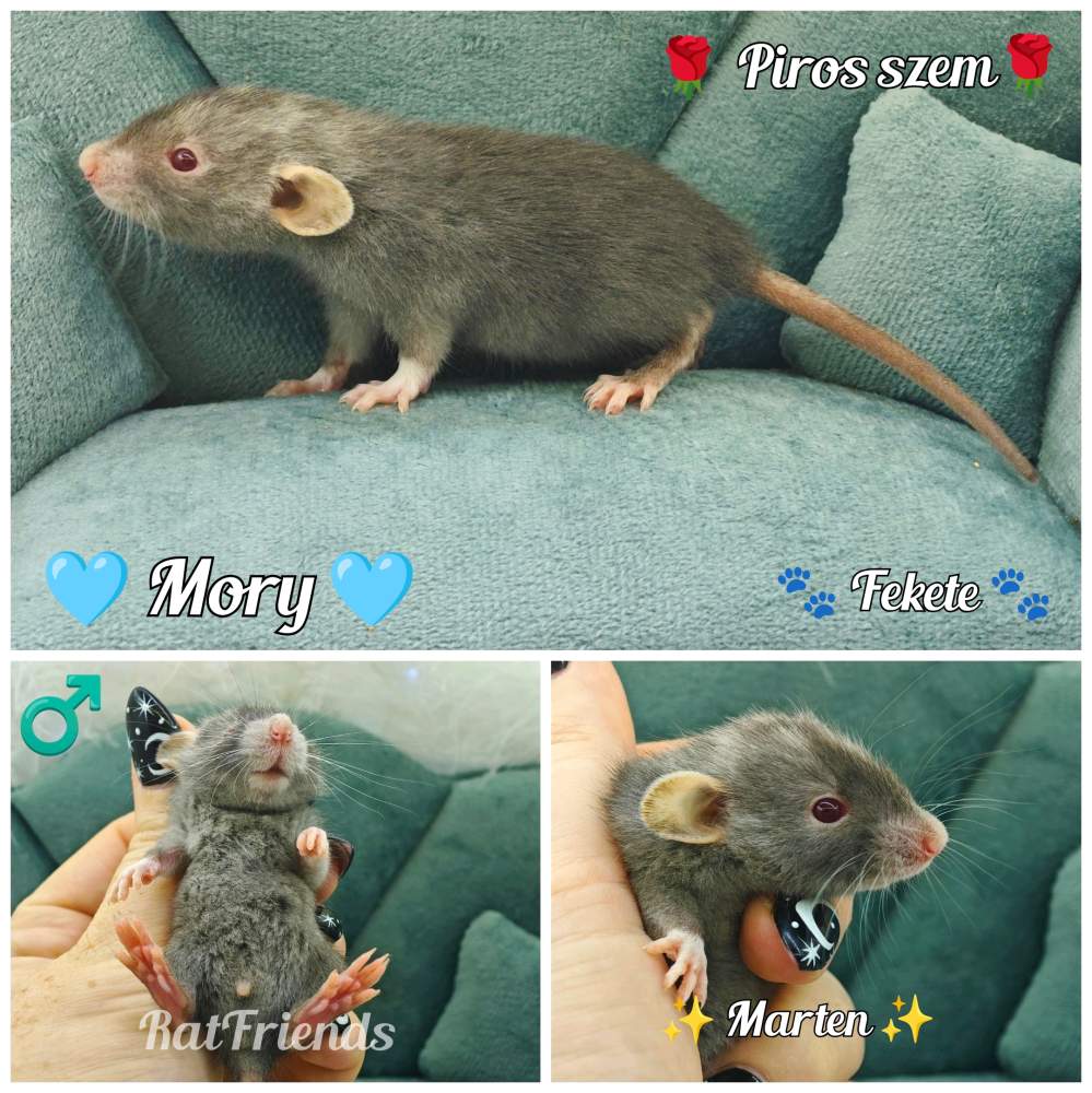 Fancy rat Available for rehoming Rattus norvegicus 