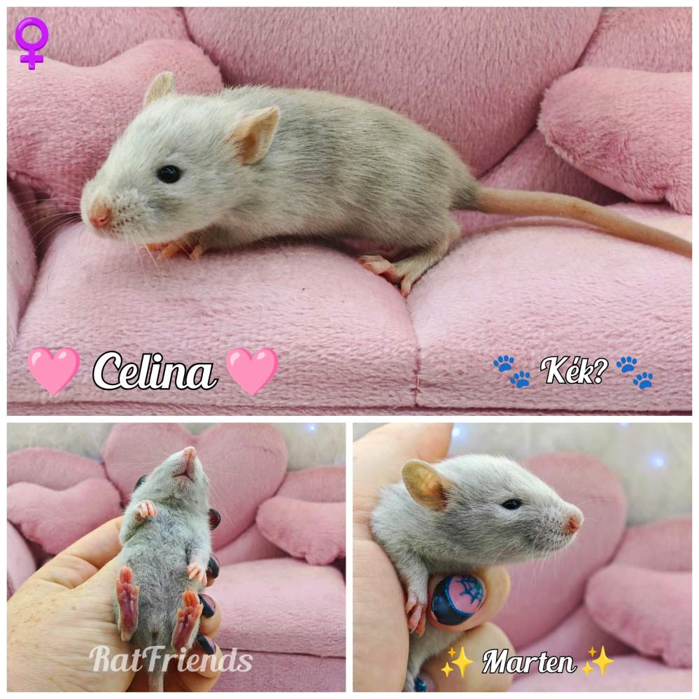 Fancy rat Available for rehoming Rattus norvegicus 