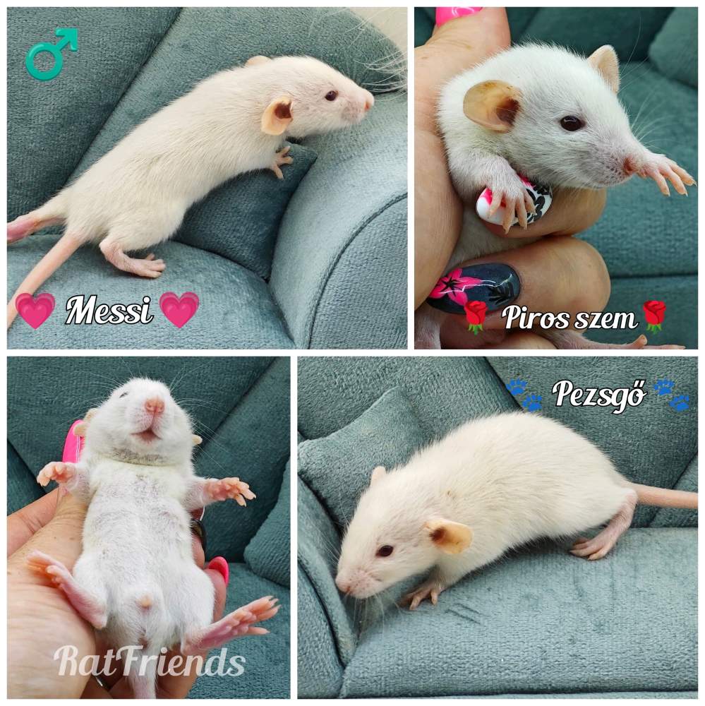 Fancy rat Rehomed Rattus norvegicus 