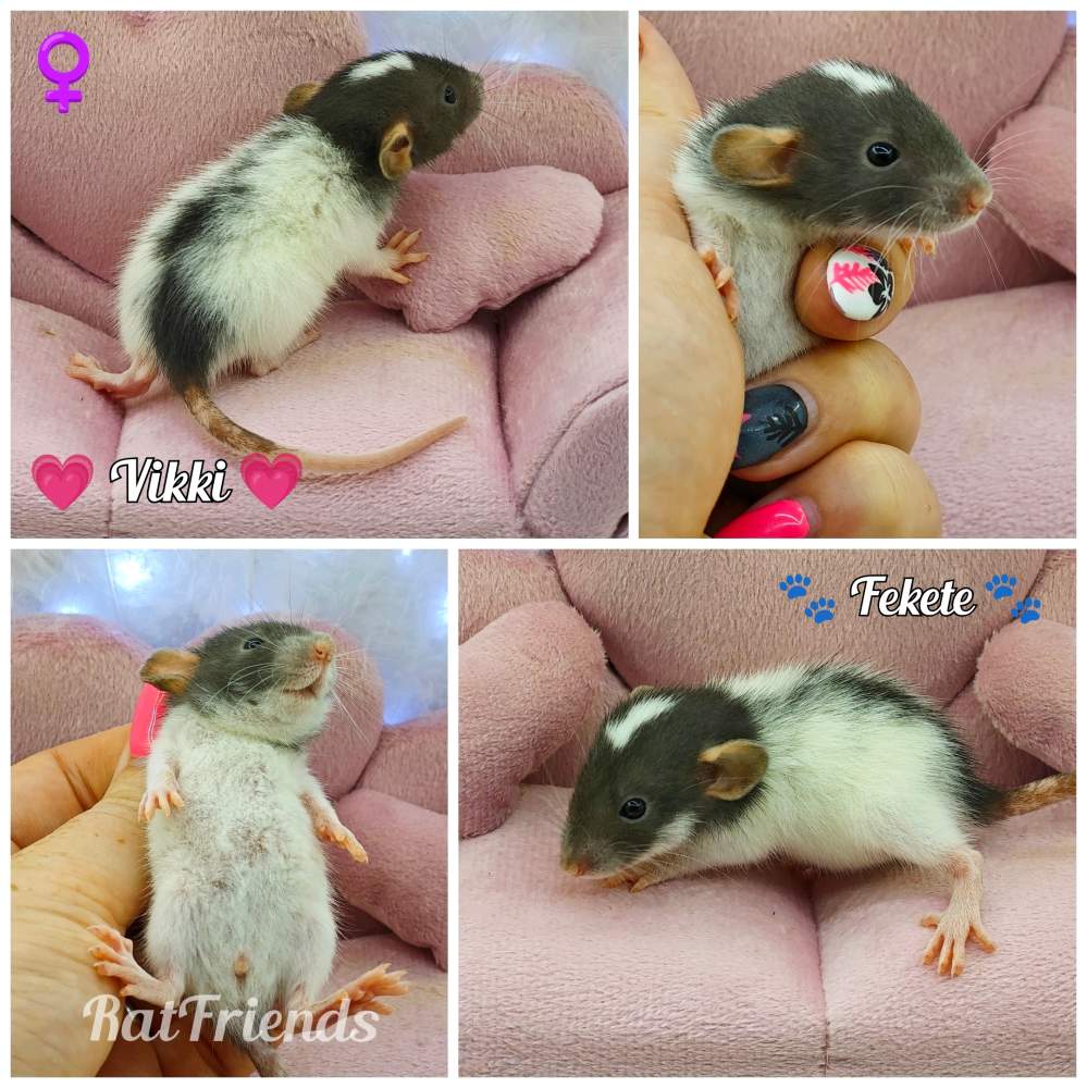 Fancy rat Rehomed Rattus norvegicus 