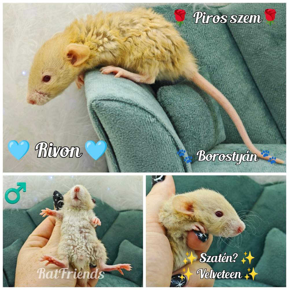 Fancy rat Available for rehoming Rattus norvegicus 