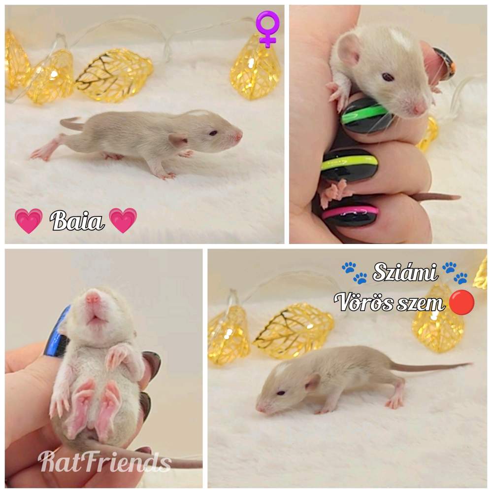 Fancy rat Owned by other Rattus norvegicus 