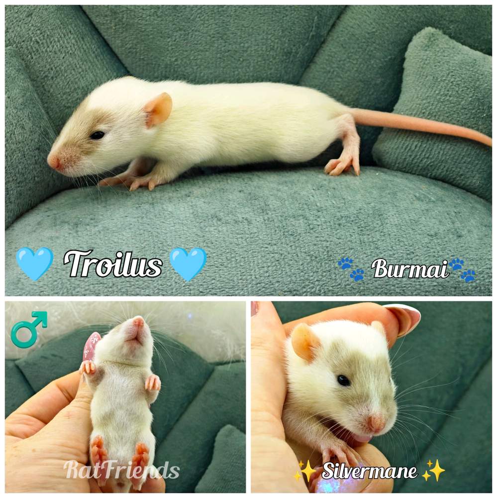 Fancy rat Available for rehoming Rattus norvegicus 