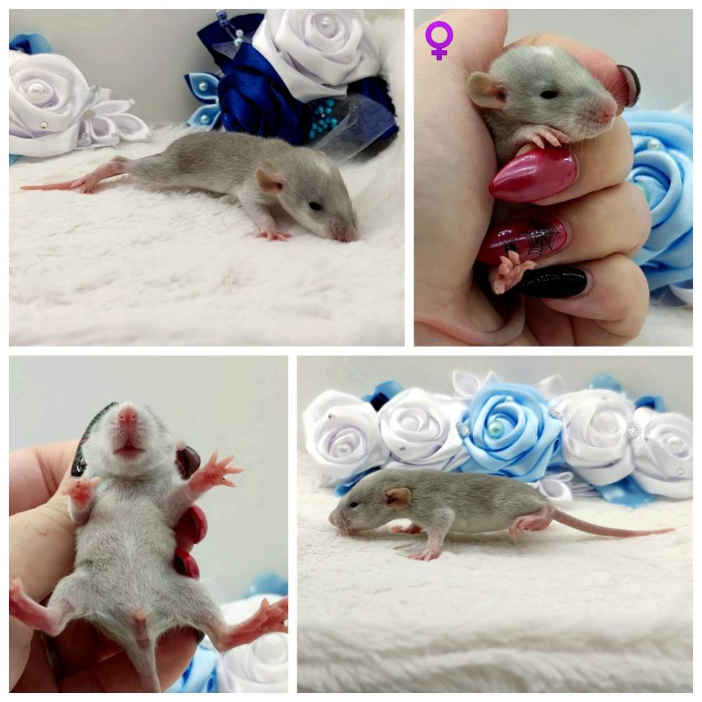 Fancy rat Breeder Rattus norvegicus 
