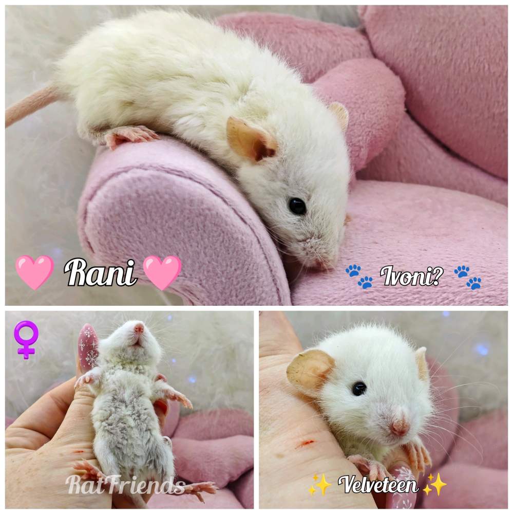 Fancy rat Available for rehoming Rattus norvegicus 