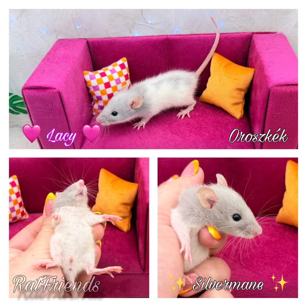 Fancy rat Available for rehoming Rattus norvegicus 