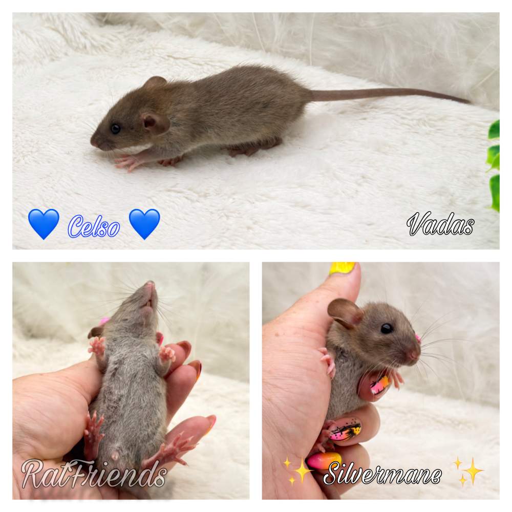 Fancy rat Available for rehoming Rattus norvegicus 