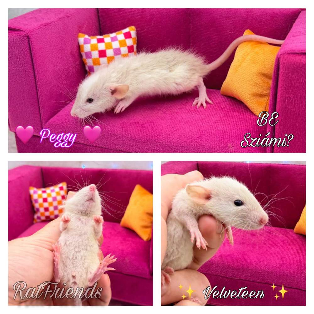 Fancy rat Available for rehoming Rattus norvegicus 